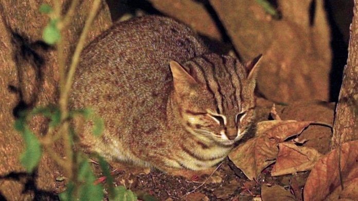Rusty-Spotted Cat Sighted in Rajasthan