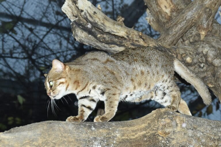 Rusty-Spotted Cat Sighted in Rajasthan