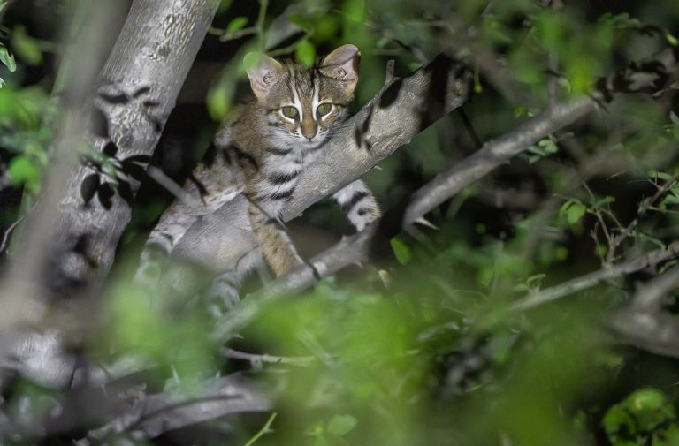 Rusty-Spotted Cat Sighted in Rajasthan