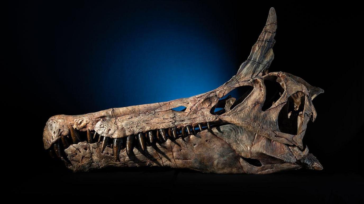 Sahara Spinosaurus Discovery Reveals a New Predator From Ancient Africa Sahara Spinosaurus Discovery