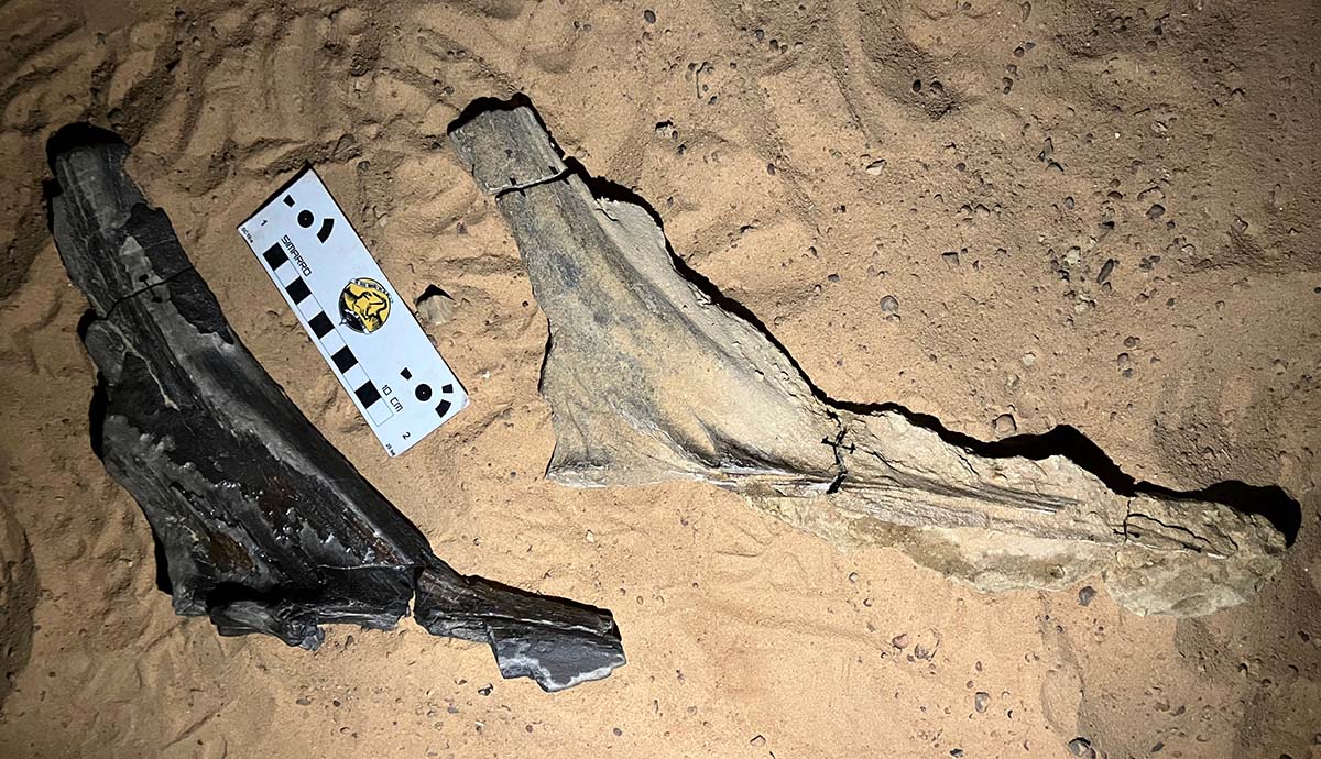 Sahara Spinosaurus Discovery Reveals a New Predator From Ancient Africa Sahara Spinosaurus Discovery