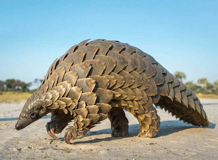 Sangtam Pangolin Protection: Community Action to Save a Trafficked Species Sangtam Pangolin Protection