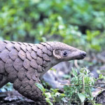 Sangtam Pangolin Protection