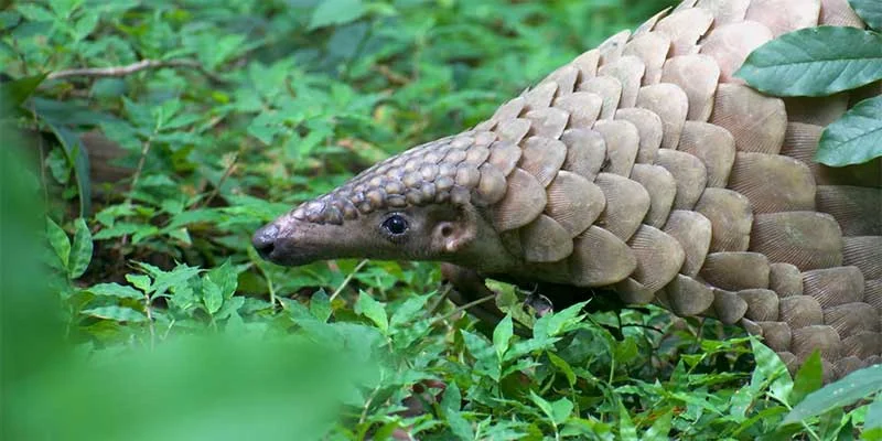 Sangtam Pangolin Protection: Community Action to Save a Trafficked Species Sangtam Pangolin Protection