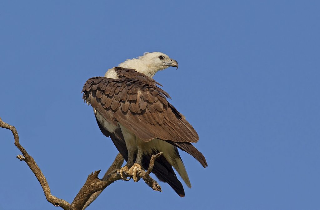 Sea Eagle Nests