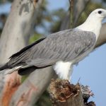 Sea Eagle Nests