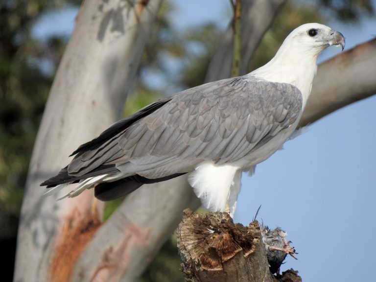 Sea Eagle Nests