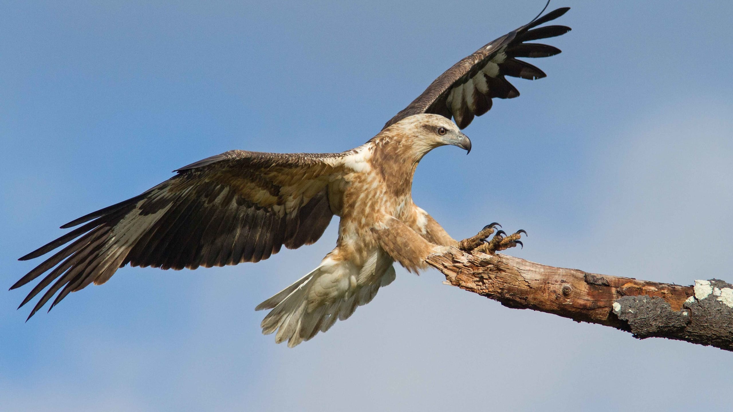 Sea Eagle Nests