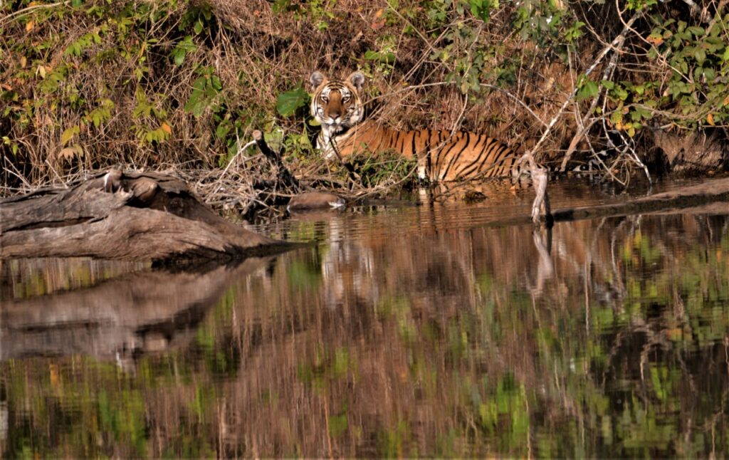 Shettihalli Sanctuary Boundary Review: Controversy and Conservation at Stake Shettihalli Sanctuary Boundary Review