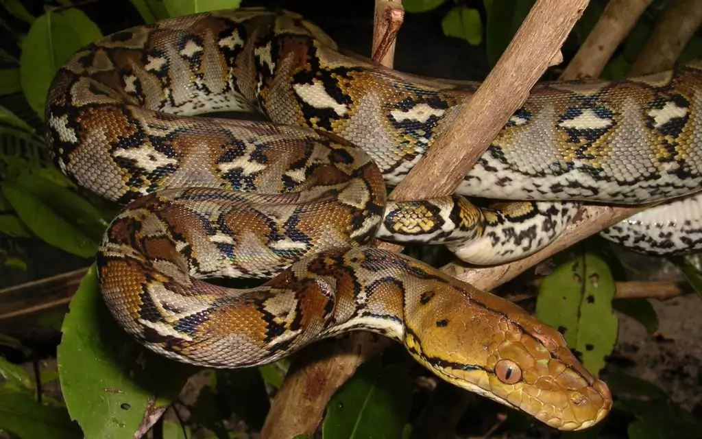 Sulawesi Longest Snake