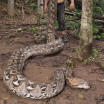 Sulawesi Longest Snake