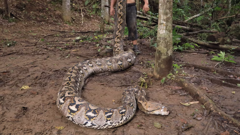Sulawesi Longest Snake
