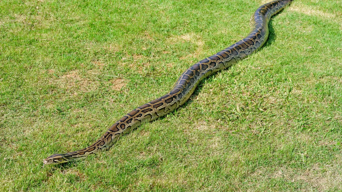 Sulawesi Longest Snake