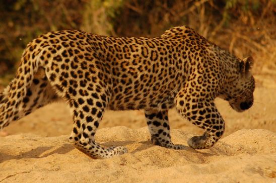 Sunabeda Sanctuary Leopard Habitat