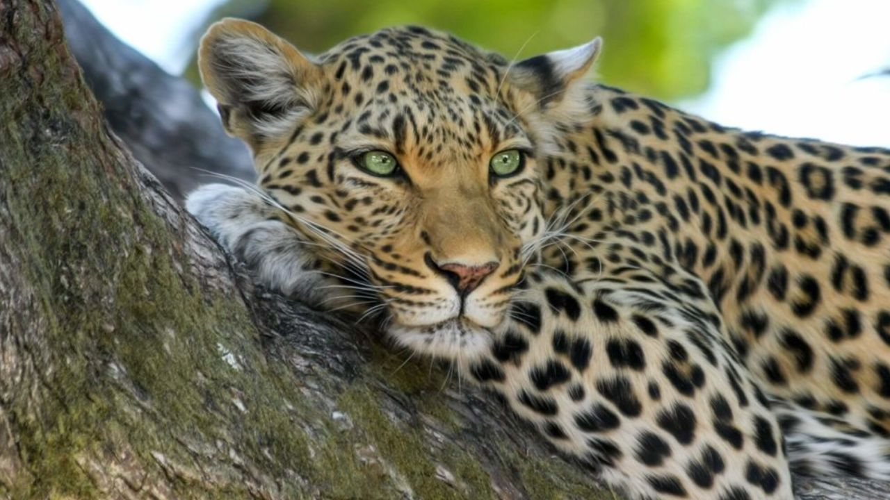 Sunabeda Sanctuary Leopard Habitat