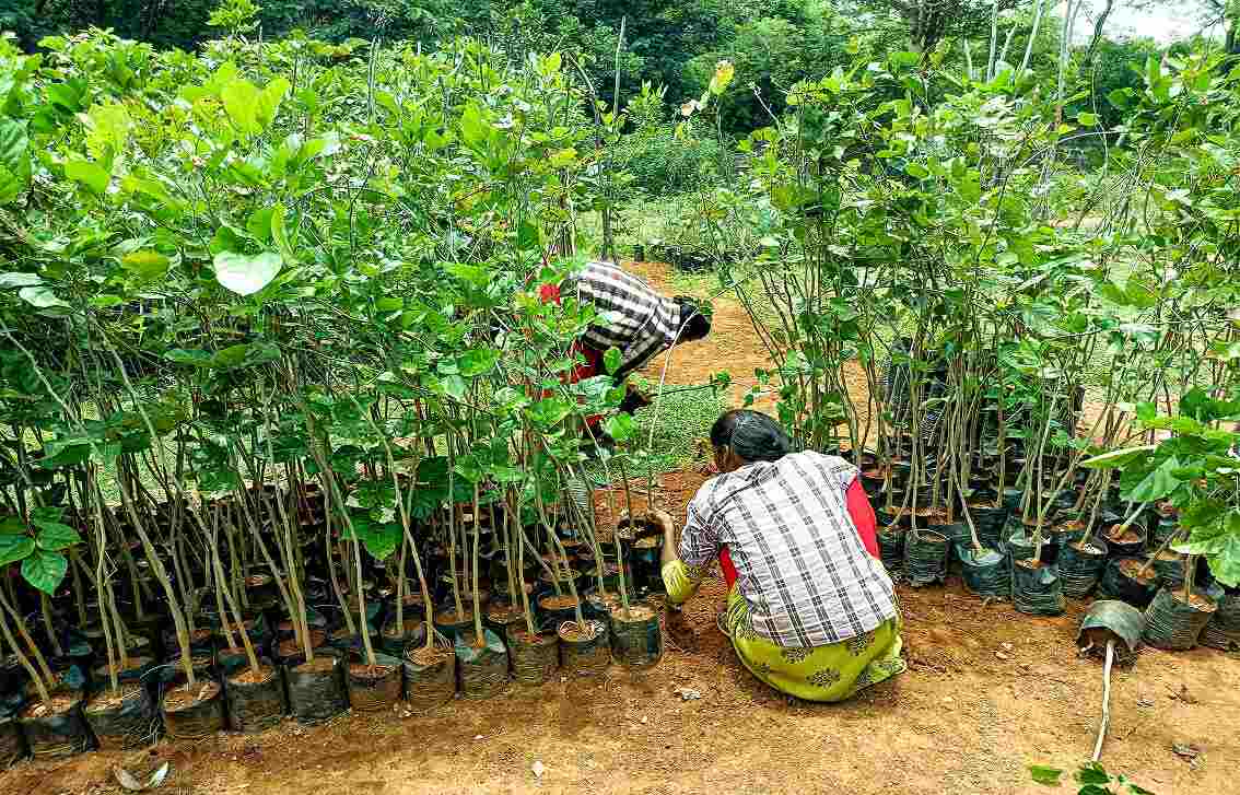 Tamil Nadu Urban Greening Policy Launched To Build Climate Resilient Cities Tamil Nadu Urban Greening Policy