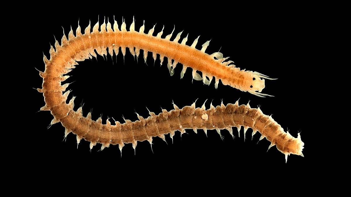 West Bengal Marine Worm Discovery