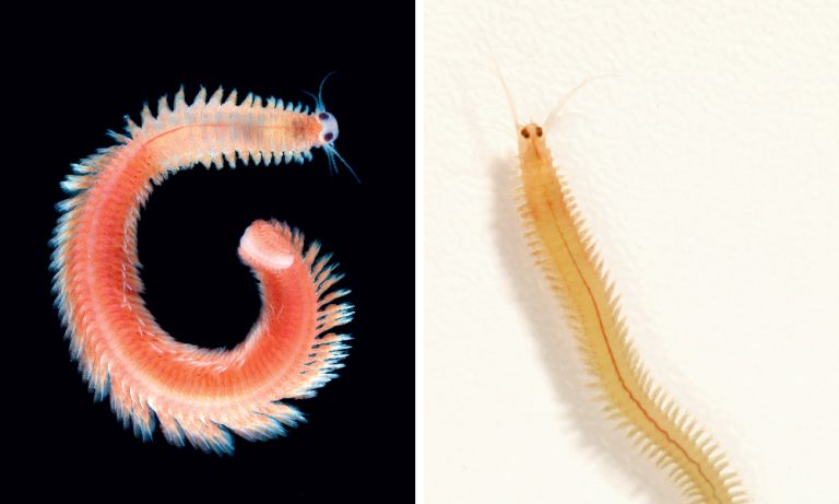 West Bengal Marine Worm Discovery