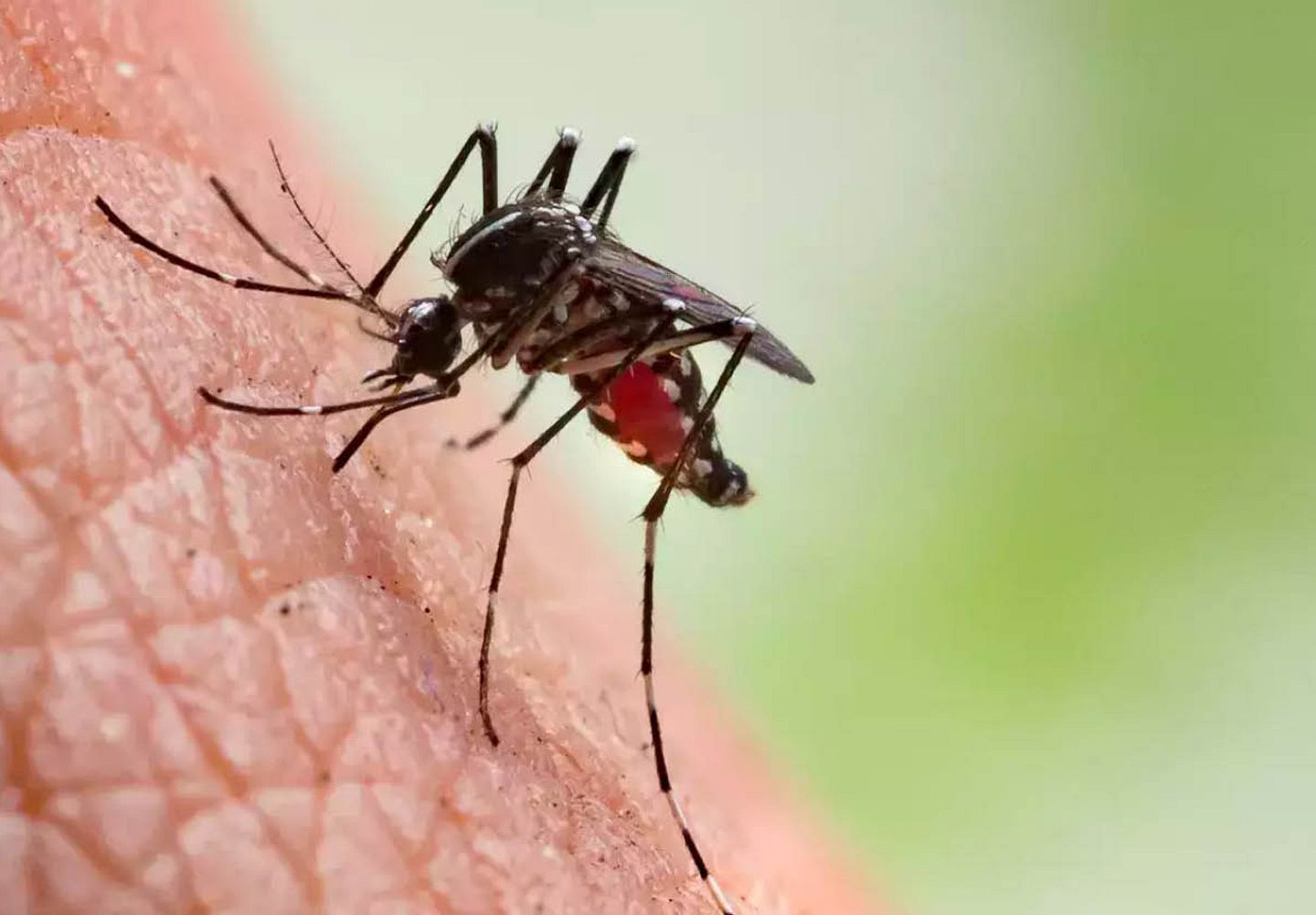World Malaria Day