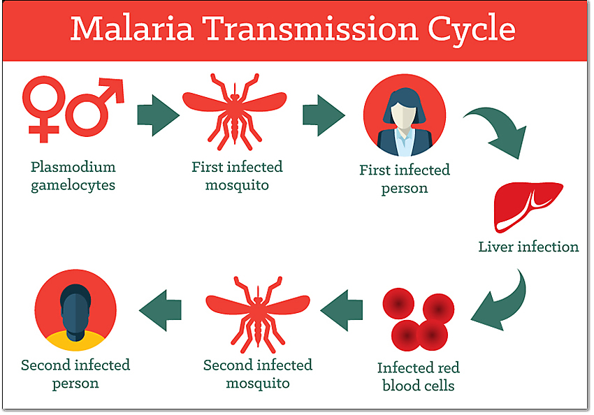World Malaria Day