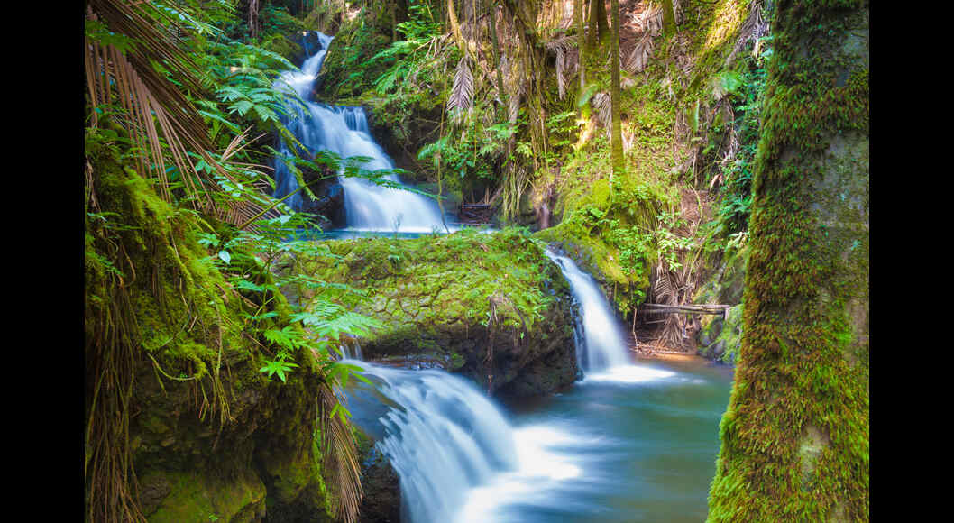 World Rainforest Day