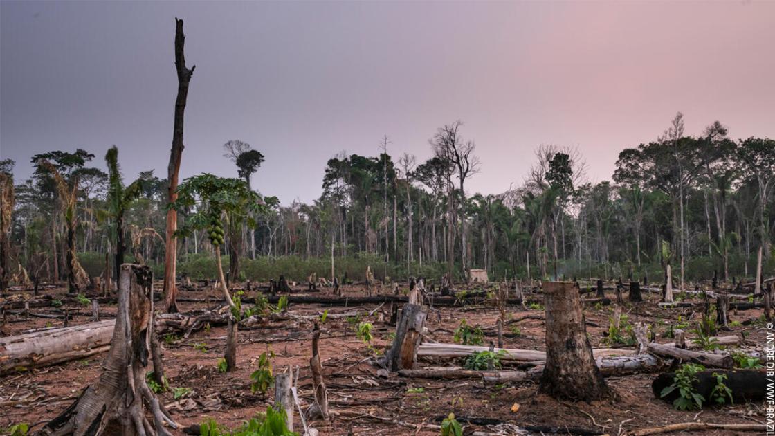 World Rainforest Day