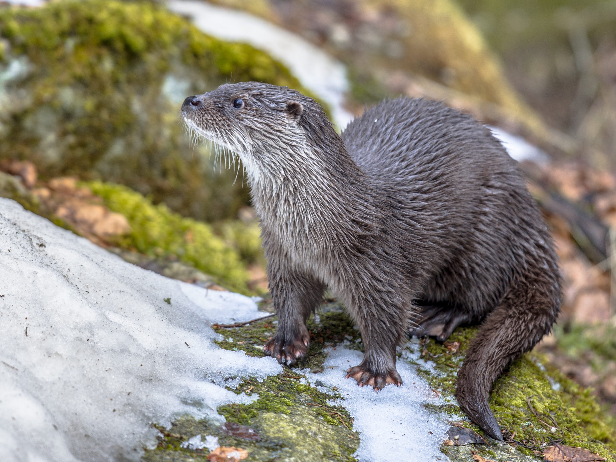 Eurasian Otter Comeback in Kashmir