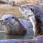 Eurasian Otter Comeback in Kashmir