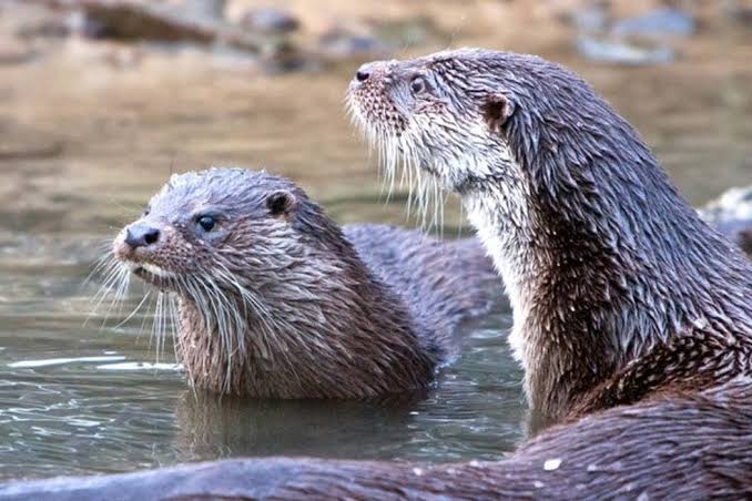 Eurasian Otter Comeback in Kashmir