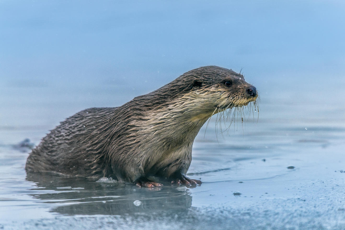 Eurasian Otter Comeback in Kashmir