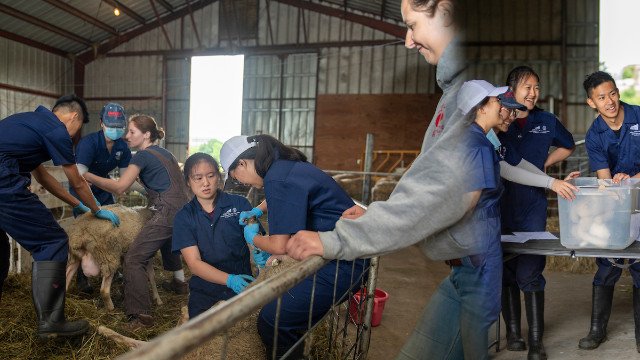 World Veterinary Day