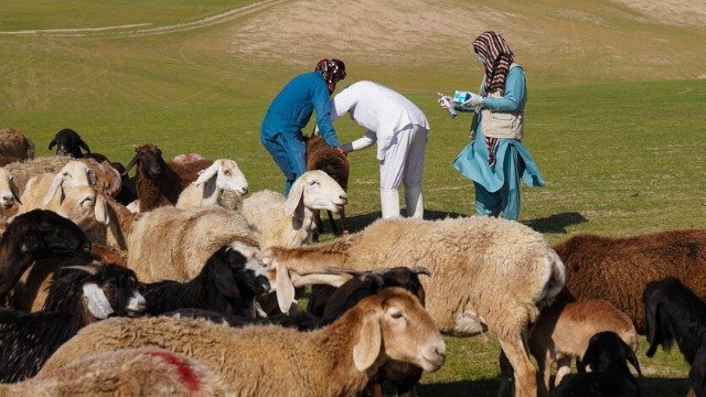 World Veterinary Day