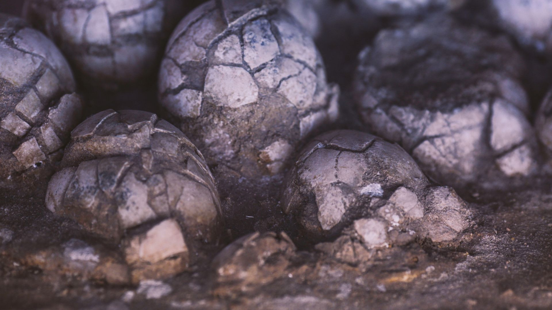 Ancient Dinosaur Eggs Portugal