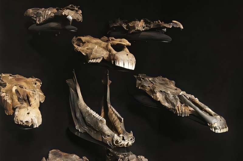Ancient Horse DNA Germany: 200,000-Year-Old Genetic Discovery Pretorius 188 Ancient Horse DNA Germany