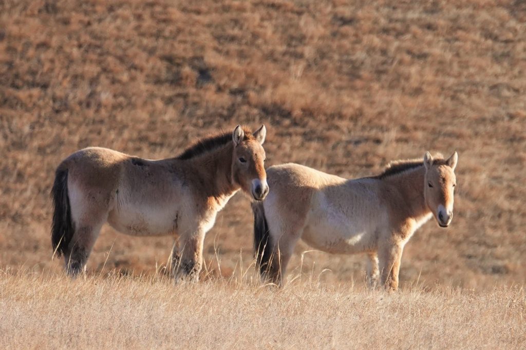 Ancient Horse DNA Germany: 200,000-Year-Old Genetic Discovery Pretorius 188 Ancient Horse DNA Germany