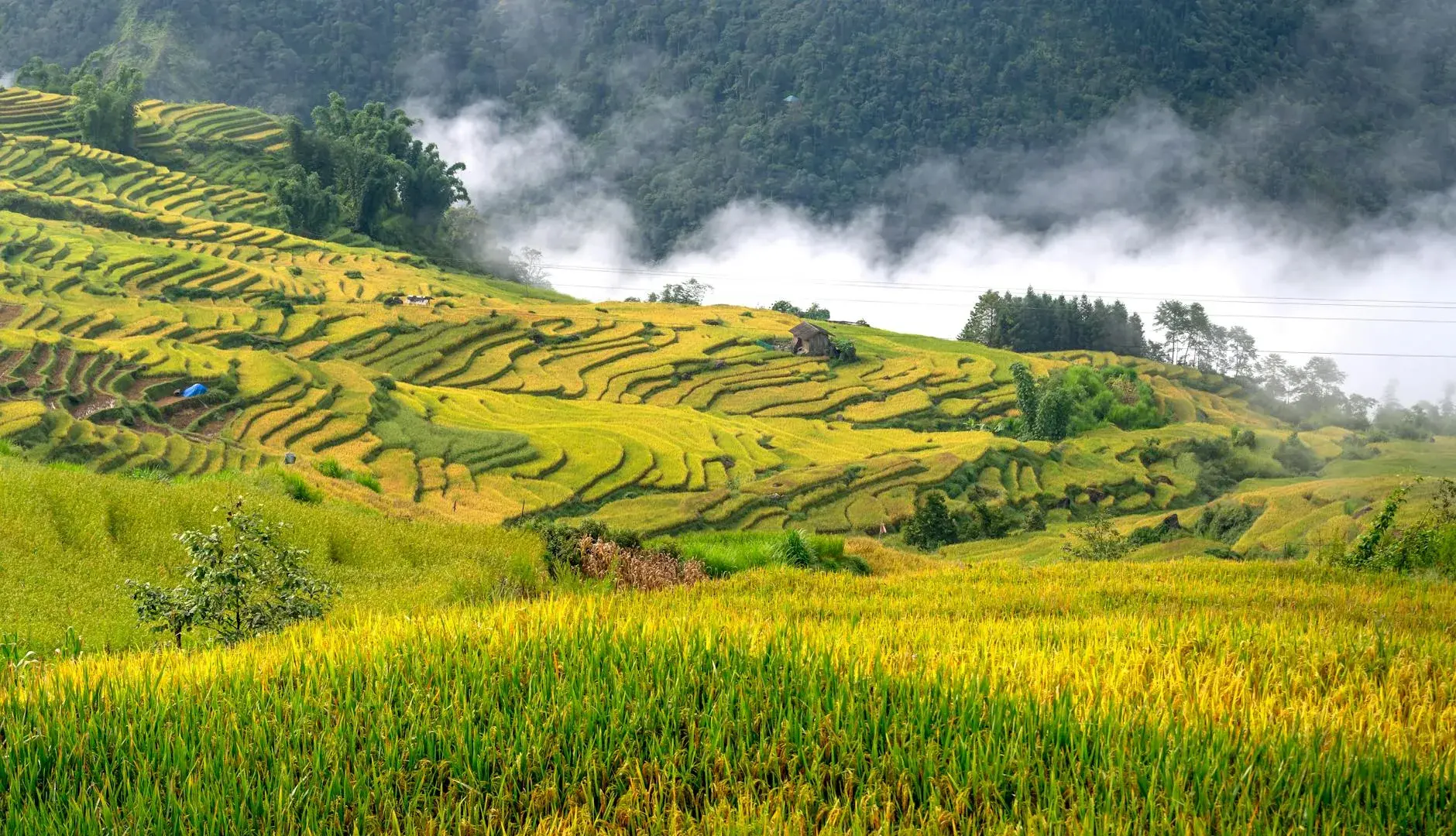 Arunachal Pradesh