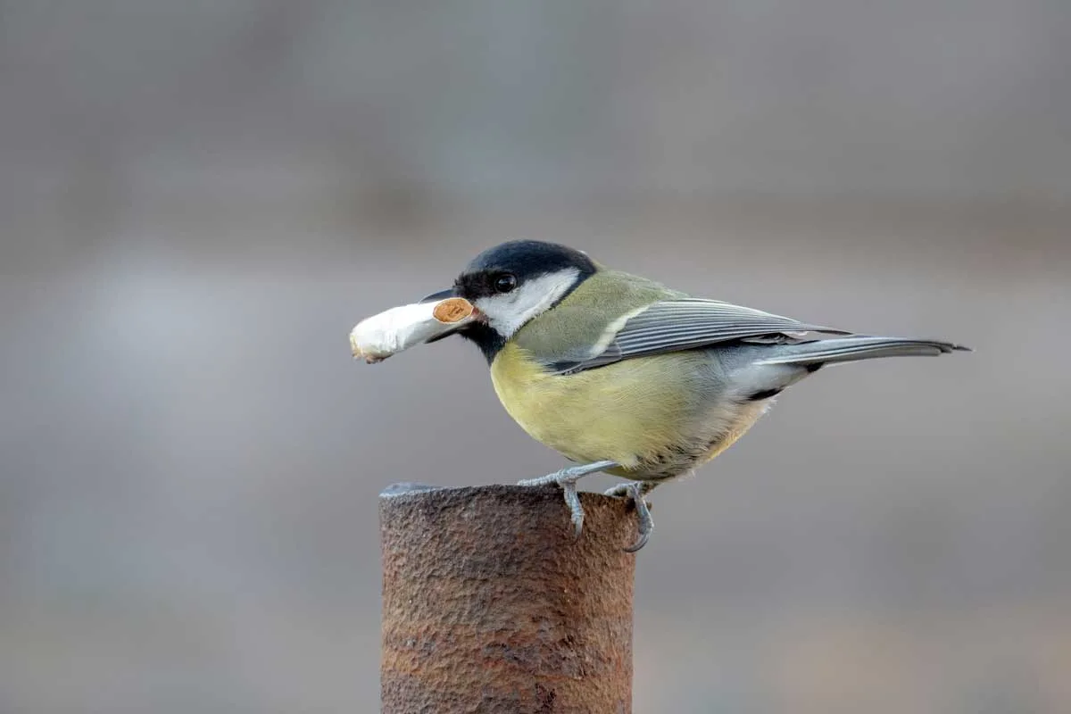 Birds Use Cigarette Butts