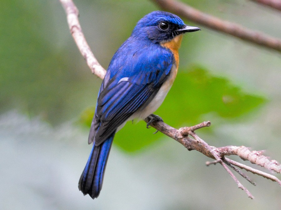 Blue-White Flycatcher Pavagadh Hill