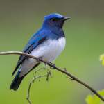Blue-White Flycatcher Pavagadh Hill
