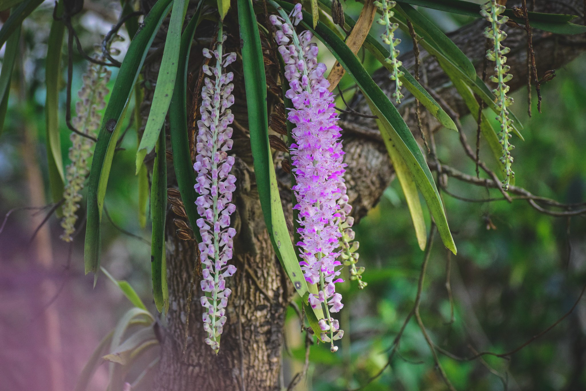 Bohag Bihu or Rongali Bihu of Assam – The Heartbeat of Assamese Culture Bohag Bihu or Rongali Bihu of Assam