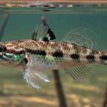 Butis Bargabhimae Fish Discovery