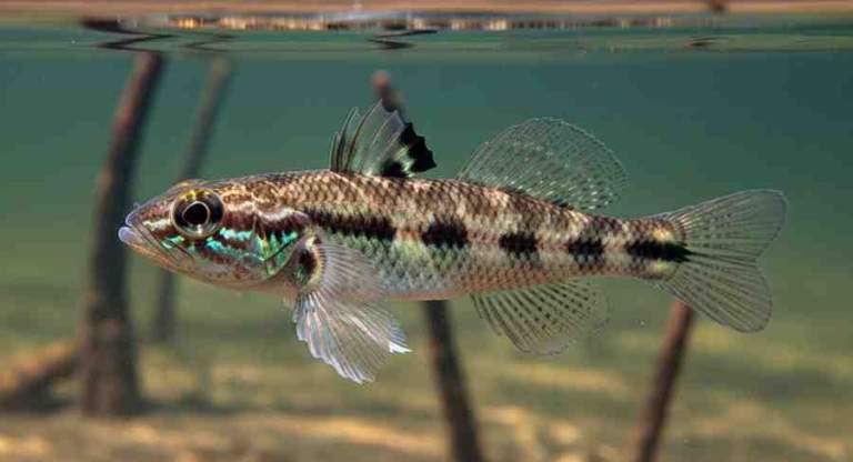 Butis Bargabhimae Fish Discovery