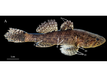 Butis Bargabhimae Fish Discovery