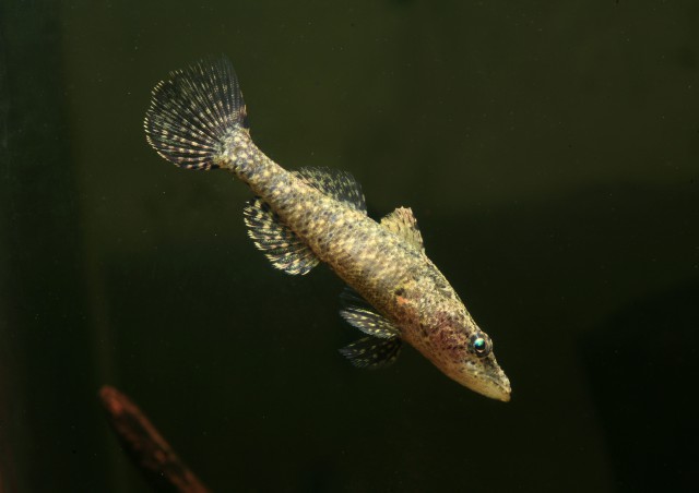 Butis Bargabhimae Fish Discovery