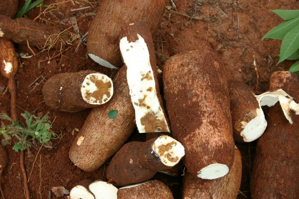 Cassava Brown Streak Disease Africa
