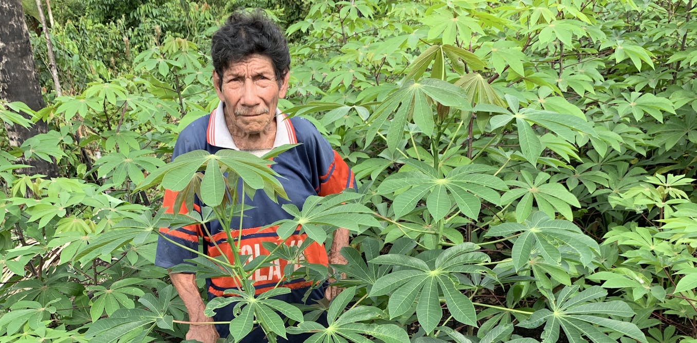 Cassava Brown Streak Disease Africa