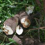 Cassava Brown Streak Disease Africa