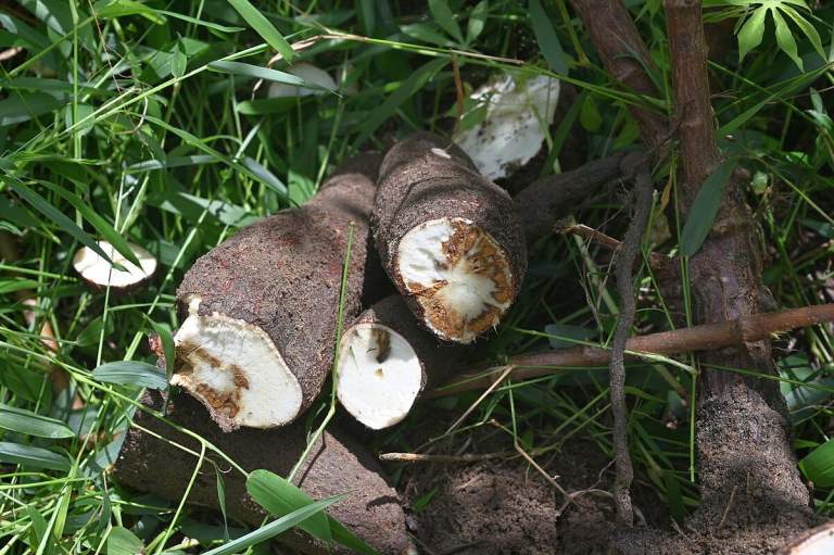 Cassava Brown Streak Disease Africa