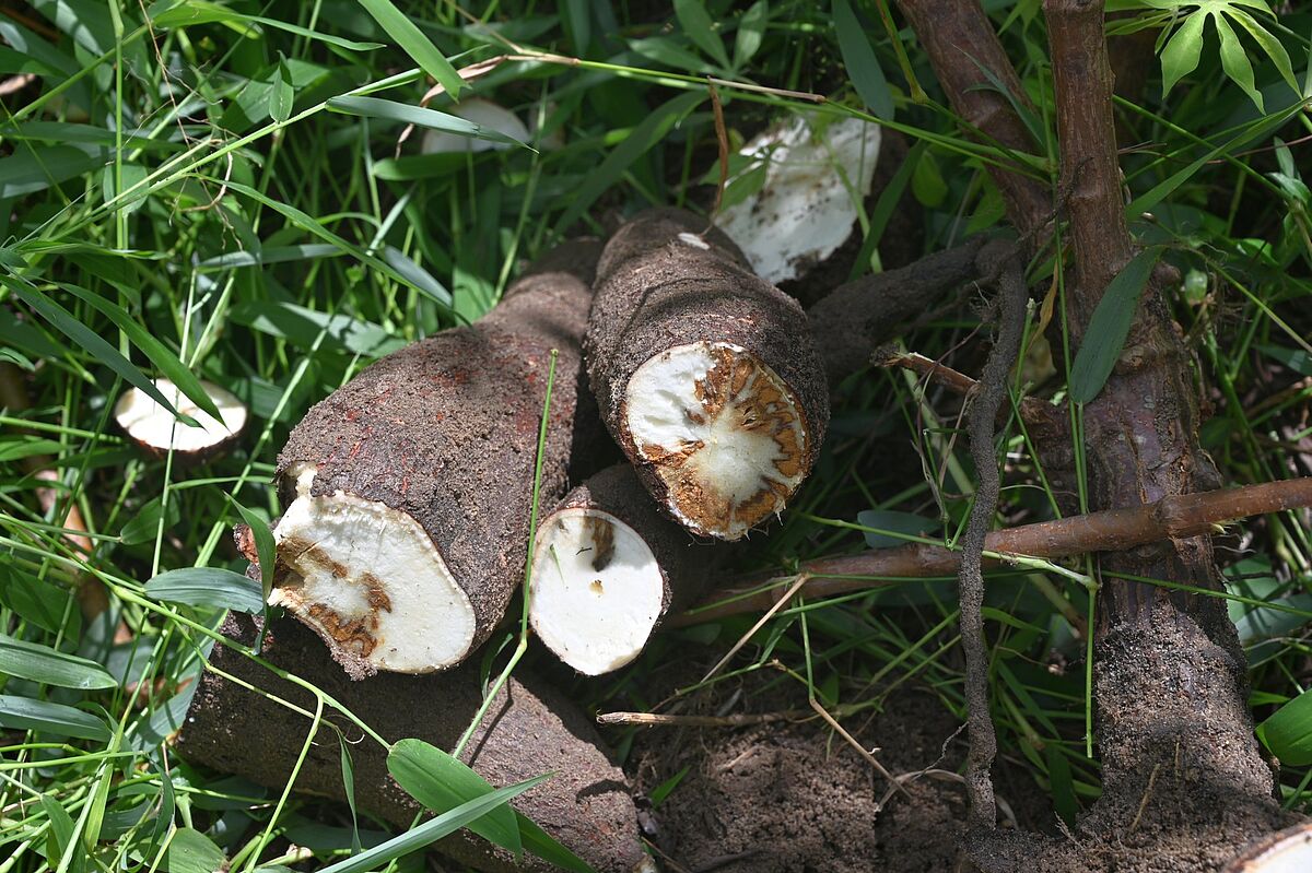 Cassava Brown Streak Disease Africa