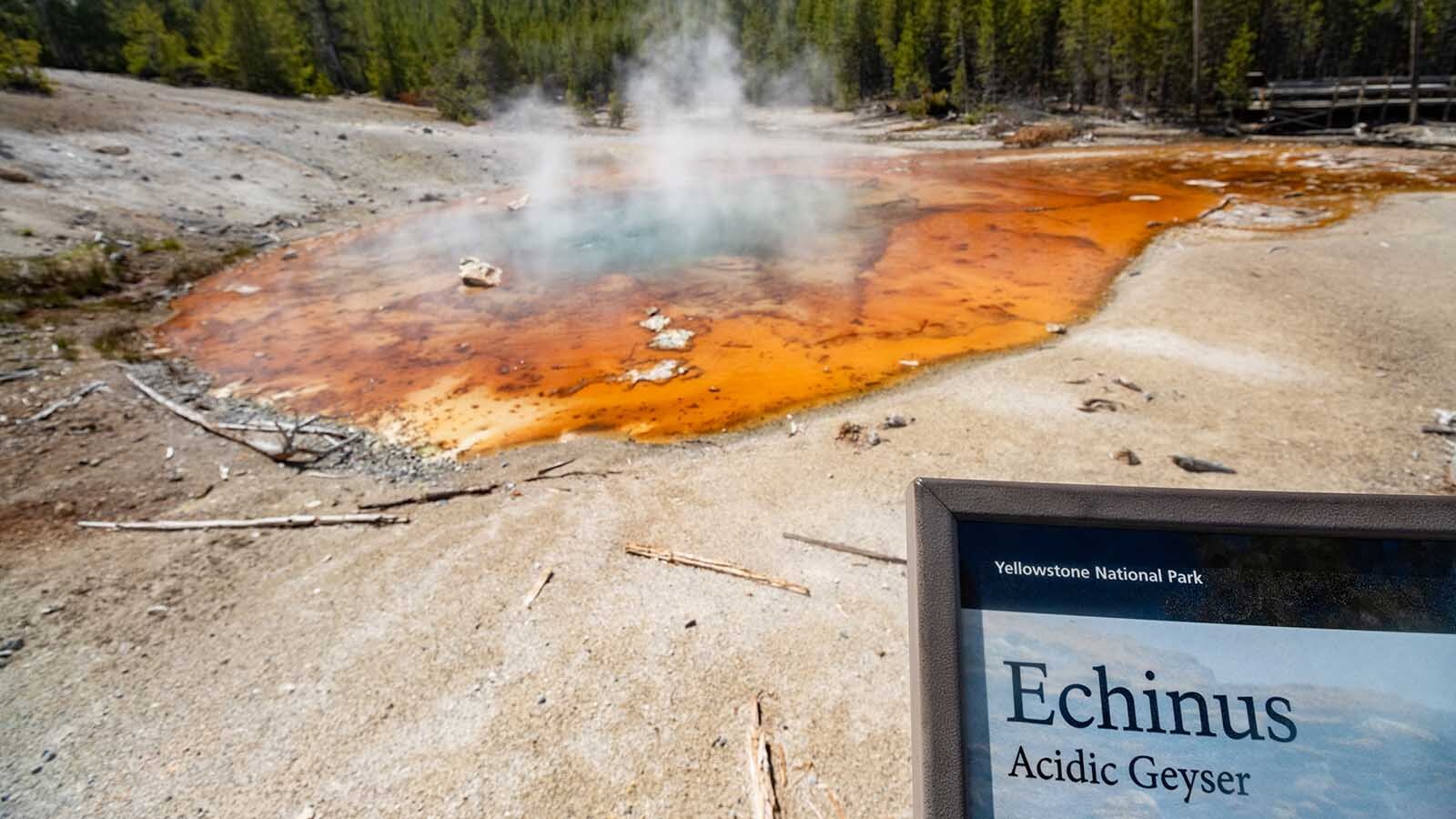 Echinus Geyser Yellowstone Eruption: Rare Acidic Geyser Roars Back After Six Years Pretorius 188 Echinus Geyser Yellowstone Eruption